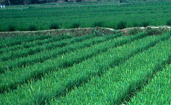 La RDC prend des mesures pour intégrer les questions de gouvernance foncière dans l'agriculture