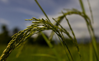 Madagascar privilégie la gouvernance foncière dans son plan d’investissement agricole - UN Photo
