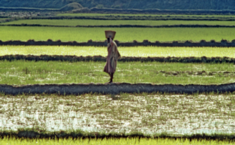 Africa sharpens expertise in agricultural statistics