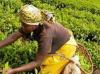 African trade policies have to match its industrialization imperative