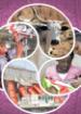New Fringe Pastoralism: Confict and Insecurity and Development in the Horn of Africa and the Sahel