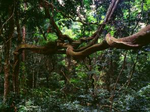 UN unveils strategy to move Gabon from brown to green economy