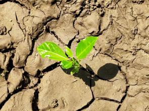 [Guest Blog] From Decolonizing to Liberating Land in Africa’s Changing Climate