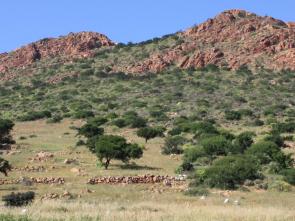 Kenya, ECA, AU-IBAR and IGAD launch effort to build climate resilience in livestock, land and insurance systems