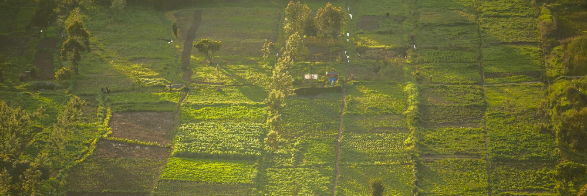 Africa's Land governance issues under spotlight in virtual NELGA meeting