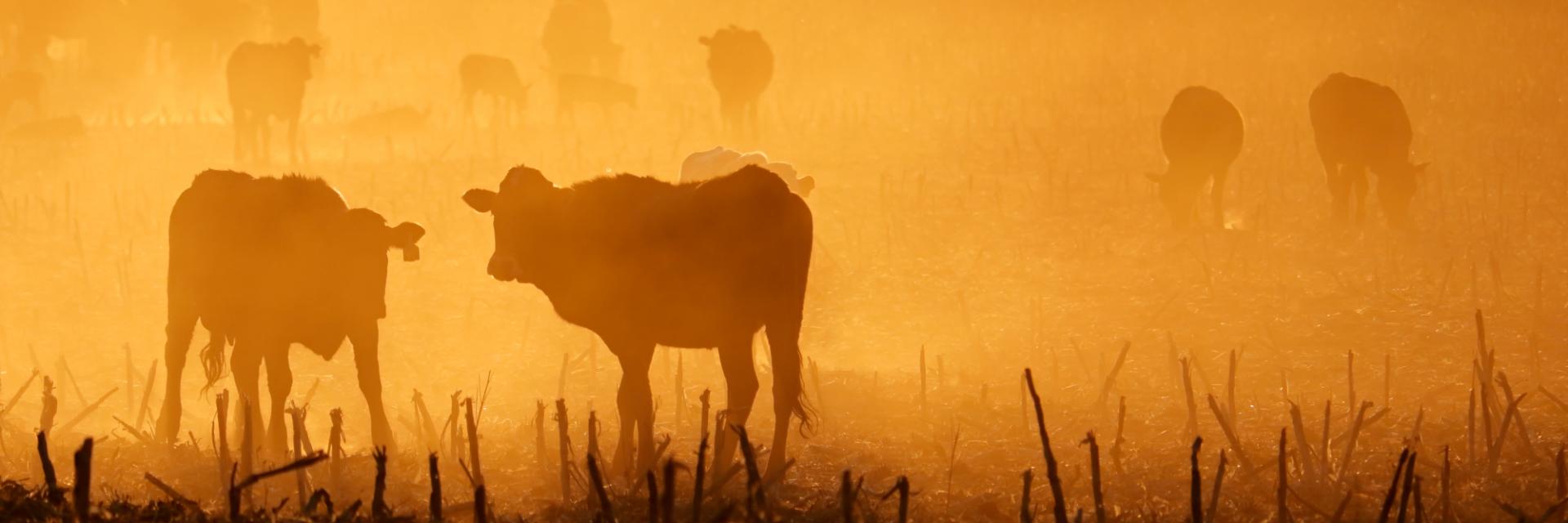 Unlocking Chad’s livestock potential: Turning Cattle into a catalyst for intra-African trade and sustainable economic growth