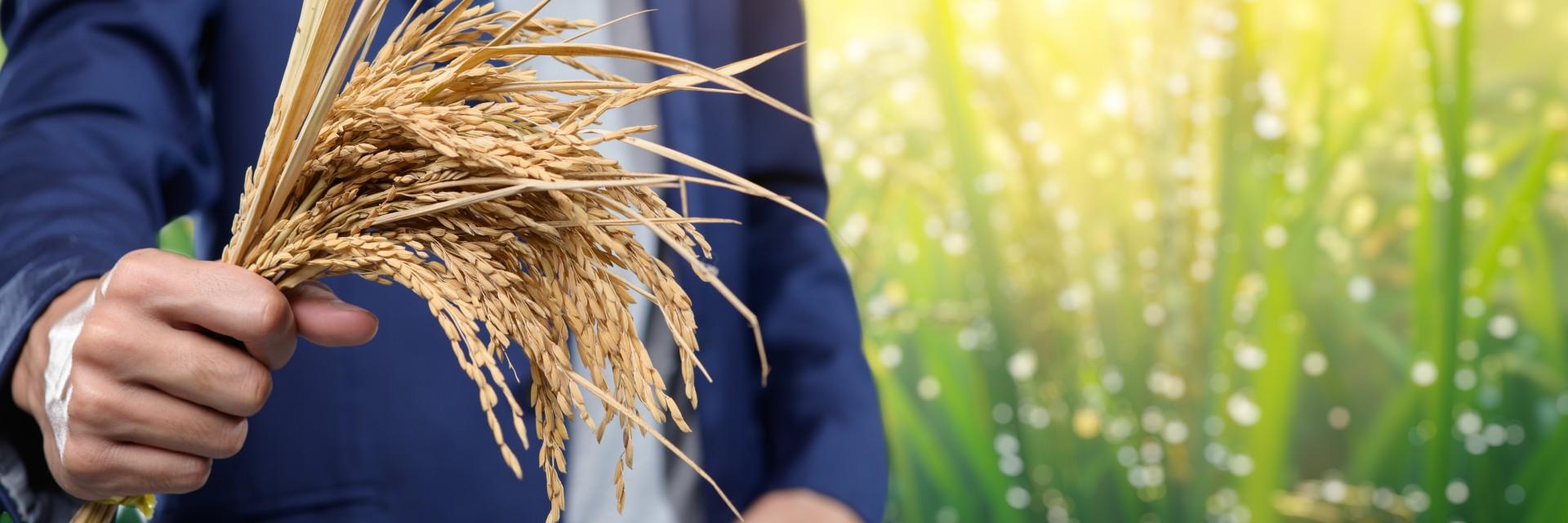 La CEA mobilise les entreprises ouest-africaines pour dynamiser la chaîne de valeur du riz et renforcer la résilience alimentaire régionale