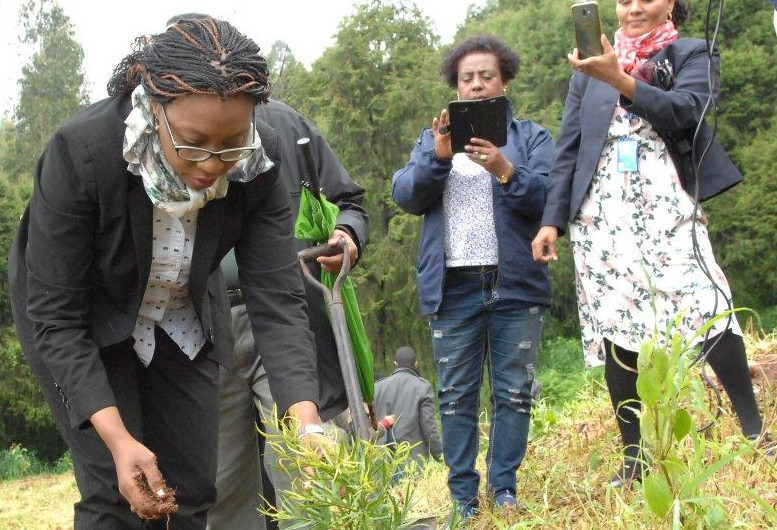 L’initiative « Greening Ethiopia » consiste à planter 200 millions de jeunes arbres en une seule journée